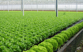 Đề xuất chính sách khuyến khích phát triển nông nghiệp hữu cơ