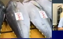  Lô cá ngừ đầu tiên của Việt Nam đấu giá tại Nhật Bản 