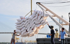 Kiến nghị Quốc hội bãi bỏ điều kiện xuất khẩu gạo
