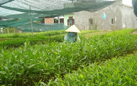 Bộ NNPTNT yêu cầu kiểm tra việc cung cấp giống cây không ra quả