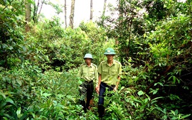 Làm công tác bảo vệ rừng hưởng lương thế nào?