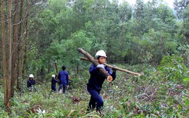 Hướng dẫn thủ tục khai thác gỗ rừng trồng