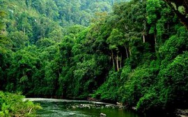Bãi bỏ 44 thủ tục hành chính về bảo vệ và phát triển rừng