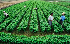 Các chính sách hỗ trợ doanh nghiệp đầu tư vào nông nghiệp
