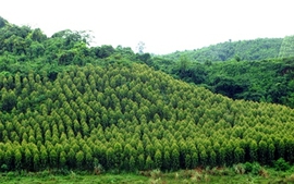 Điều kiện chuyển nhượng đất rừng sản xuất