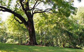 Cây gỗ tự nhiên trên đất vườn nhà có được phép khai thác?