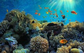 Đã lập đề án phục hồi các hệ sinh thái biển đến năm 2025