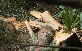 Vụ phá rừng pơ mu ở Quảng Nam: Lập chuyên án, khẩn trương điều tra