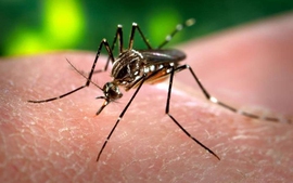 Cả nước ghi nhận 7 trường hợp nhiễm virus Zika