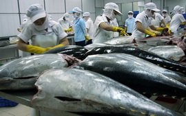 Thuế cao, cá ngừ Việt khó vào Nhật