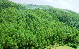 Cần quy định rõ trách nhiệm của chủ rừng