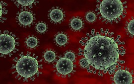 Sắp có vaccine cúm A/H5N1 ‘nội’ cho gia cầm