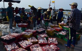 Quảng Bình lập điểm thu mua hải sản cho ngư dân