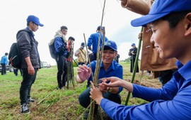 Tác động về sinh kế của chương trình trồng 50 triệu cây xanh ở Lâm Đồng