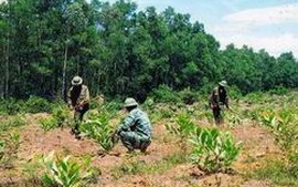 Quảng Bình trồng mới 29.121ha rừng