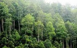 Quảng Nam phấn đấu nâng độ che phủ rừng