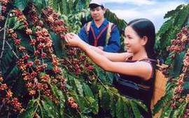 Lâm Đồng hỗ trợ tín dụng tái canh cây cà phê