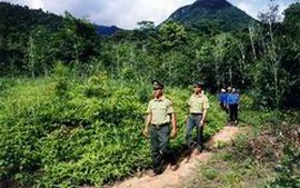 Kon Tum tăng cường quản lý bảo vệ rừng 