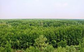 Quảng Nam thành lập Hạt Kiểm lâm rừng phòng hộ Sông Tranh