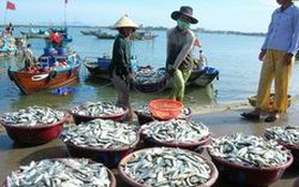 Quảng Nam nâng cao hiệu quả nghề khai thác thủy, hải sản xa bờ