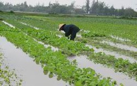 Phú Yên hỗ trợ hoa màu bị thiệt hại nặng do mưa lớn