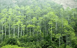Chỉ thị của Thủ tướng: Tăng cường thực hiện trồng rừng thay thế