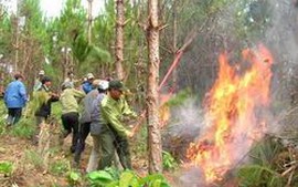 Thủ tướng Chính phủ chỉ thị cấp bách phòng chống cháy rừng