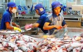 Xây dựng chuỗi cung ứng cá tra, cá basa bền vững tại Việt Nam