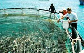 Trà Vinh cần phát triển mạnh nuôi trồng thủy hải sản