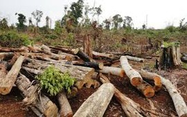 Thủ tướng yêu cầu 3 tỉnh kiểm tra phản ánh việc chặt phá rừng