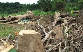 Phó Thủ tướng yêu cầu xử lý dứt điểm vụ 'công khai phá rừng phòng hộ'