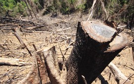 Thủ tướng yêu cầu điều tra, xử lý nghiêm các vụ phá rừng tại Quảng Nam