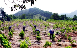 Phó Thủ tướng chỉ đạo xử lý phản ánh, tố cáo vụ việc trồng rừng ở Lâm Đồng