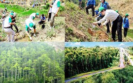 Tạo điều kiện để mọi tầng lớp nhân dân tích cực trồng cây, trồng rừng