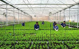 Cho vay phát triển nông nghiệp công nghệ cao, nông nghiệp sạch