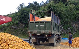 Tìm lời giải  "bài toán" thức ăn chăn nuôi