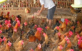 Nông nghiệp cần trụ đỡ chính sách