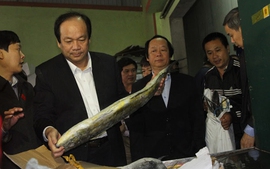 Tổ công tác của Thủ tướng dùng cá biển tồn kho tại Quảng Bình