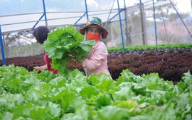 Lan tỏa mô hình sản xuất nông sản sạch