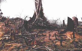 Bình Định: Điều tra vụ phá rừng ở huyện An Lão