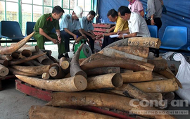 TPHCM: Lại phát hiện hơn 700 kg ngà voi nhập lậu