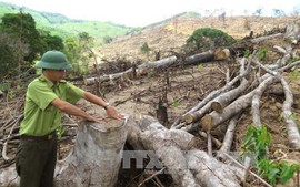 Khởi tố vụ án hình sự phá rừng tự nhiên tại Bình Định