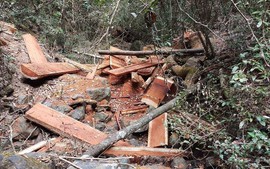 Bộ Công an bắt vụ phá rừng quy mô lớn tại Vườn Quốc gia Yok Đôn