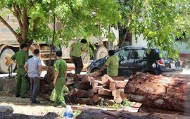 Khởi tố bị can 5 đối tượng vụ buôn lậu gỗ quy mô lớn ở Đăk Nông