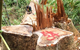 Quảng Nam: Kỷ luật 8 cán bộ kiểm lâm để xảy ra phá rừng