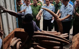 Bắt giữ hơn 3,3 tấn ngà voi nhập lậu