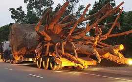 Bắt giữ đoàn xe chở cây cổ thụ khổng lồ