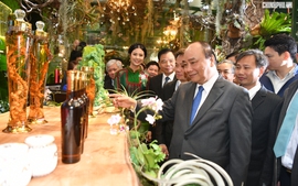 Thủ tướng kỳ vọng sâm Ngọc Linh sẽ làm nên dấu ấn lịch sử mới