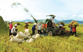 Tạo ra cuộc cách mạng về chất cho hạt gạo Việt 