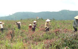 Điện Biên: Lập đoàn kiểm tra giải quyết tranh chấp đất rừng